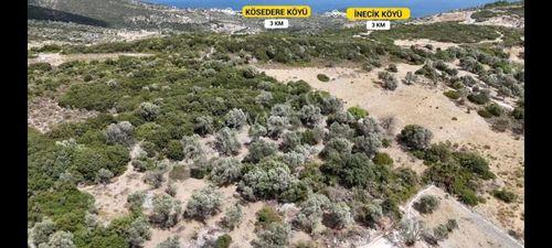 Kösederede Kadastral Yola Cepheli Bakımlı Zeytinlik