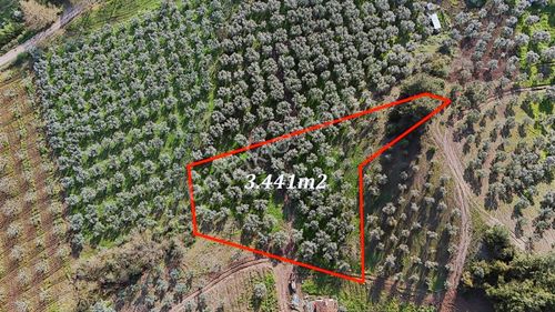 Bursa Gemlik Muratobada Satılık Zeytinlik