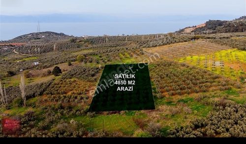 Mudanya Altıntaş' Da Tek Tapu Deniz Manzaralı 4.850 M2 Tarla