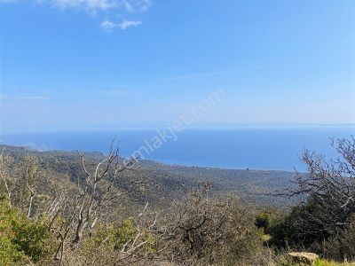 Eu Gayrimenkul'den Deniz Manzaralı 4650 Metrekare Zeytinlik