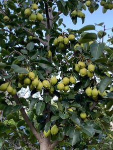 Antalya Korkuteli Bayatta 9201m2 Bölgenin En İyi Akça Armut Bahçesi