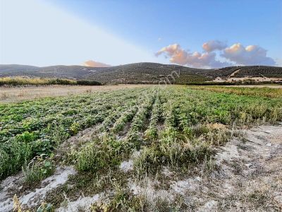 Megakentten Koyunhisarda Resmi Tapulu Hobi Bahçesi