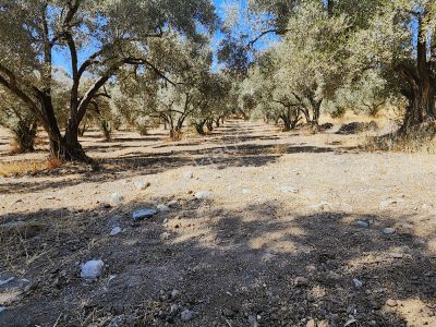 Özkan Emlaktan Yatağan Yeniköyde 2734m2 Satılık Zeytinlik