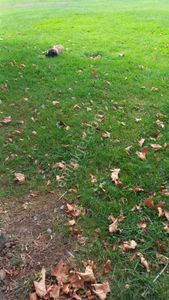 Penddik Sapanbağlarda % 50 Kat Karşılığı Deniz Manzaralı Düşeş Arsa No:142