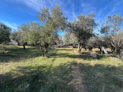 🏠rota Gayrimenkul’den Hacıbey Mahallesi’nde Satılık Zeytinlik🏠