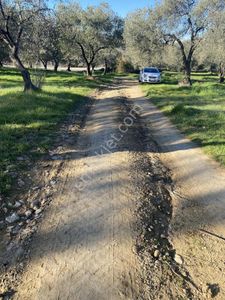 Prestij Gayrimenkul Araç Ulaşımı Olan Asvalta Yakın Zeytinlik