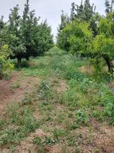 Yücel Emlaktan Karaman Merkeze Yakın Satılık Elma Bahçesi