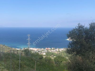 Karaburun Merkez Mah. Deniz Manzaralı Zeytin Ağaçlı Arazi