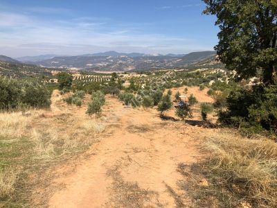 Aydın Bozdoğan Örencik Mahallesinde Satılık Bahçe