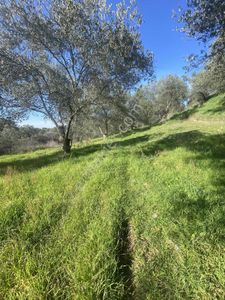 Prestij Gayrimenkulden Hobi Bahçesi Tadında Zeytinlik