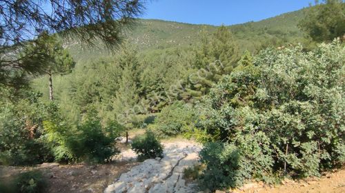 Bursa Keles Kıranışıklar'da Kadastro Yollu, Hobi Bahçesi