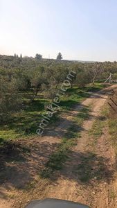 Yeni Bulgurca Mahallesinde 1.058 M2 Muhteşem Zeytinli Tarla