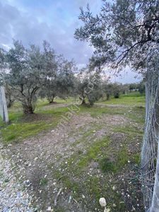Menderes Tekeli Mahallesi Satılık Zeytinli Tarla (315 M2)
