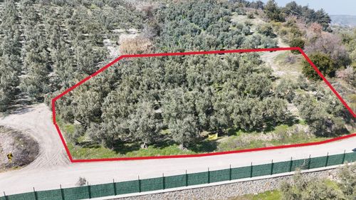 Çepni'de Asfalta Cephe Satılık 2.266 M2 Şahane Zeytinlik