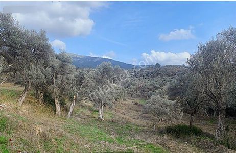 Satılık Zeytinlik Torbalı Karaot Mahallesinde