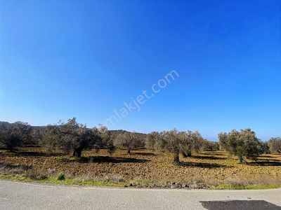 Borsem'den Gömeç Keremköy Kozak Yolu Üzeri 17.400 M2 Zeytinlik