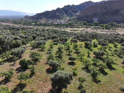 Majestic Manors - Kestelde 18200m2 Zeytin Ve İncir Bahçesi