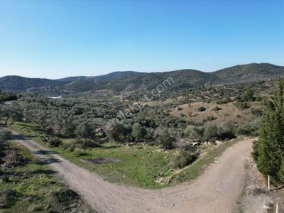 Torbalı Taşkesik’te Satılık 11915 M2 Fırsat Zeytinlik