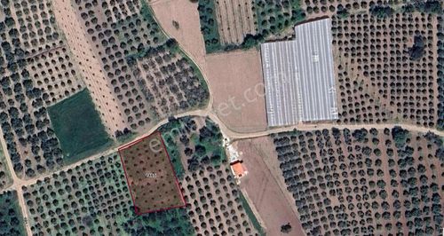 Manisa Akhisar'da Sera Potansiyelli, 1.827 M2 Satılık Zeytinlik