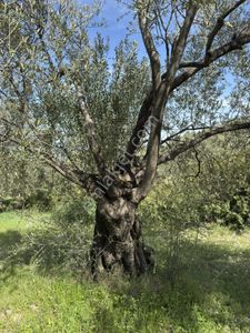 Ayvalık Mutlu Mahallesinde Satılık Zeytinlik