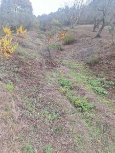 Berkay Emlaktan:orhangazi Çakırlı Mahallesi Satılık Bahçe