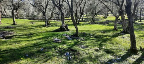 Stop’tan Fethiye Göcek’te *satılık Zeytinlik*