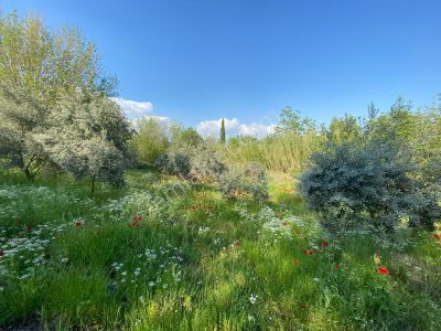 Pirlibey Mahallesindesatılık 2 Dönüm Zeytinlik