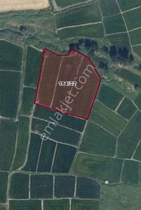 Fırsat !!!!! Tosya Yenidoğan'da Satılık Çeltik Tarlası