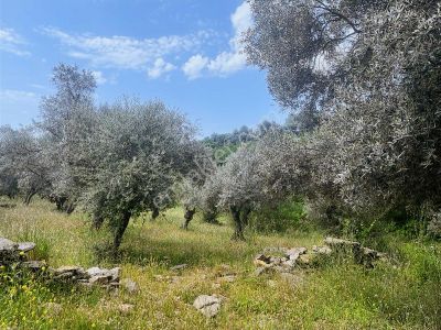 Kent Gaytimrnkulden Son Fiyat Derebaşı Köyü Zeytinlik