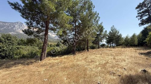 Ormanın Kalbinde Yemyeşil Alan İçinde Müstakil Yaşam Alanı