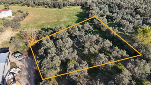 İzmir Menderes Bulgurcada 1510 M2 Hisse Tapulu Elektrik Su Arsalar