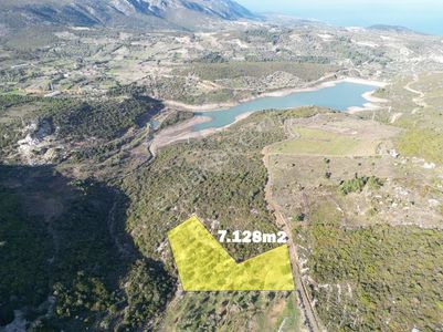 Karaburun Eğlenhocada Yola Cepheli 7.128m2 Zeytin Ağaçlı Tarla