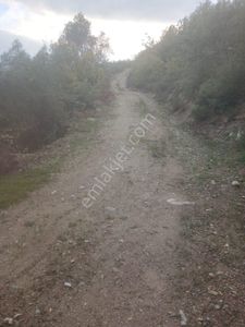 İznik Dereköyde 10 Dönüm Zeytinlik