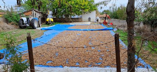 Kırklareli Merkez Kayalı Köyünde Satılık Ceviz Bahçesi