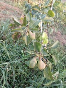 Ulukapı Da Muhteşem Konumda Tarlamız Satılıktır