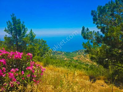 Mersin Anamur Anıtlı Yatırıma Uygun Satılık Tarla