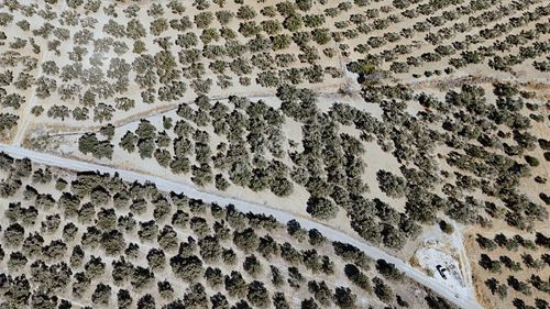 Foça Gerenköy'de Yol Cepheli Zeytin Verimli Tarla