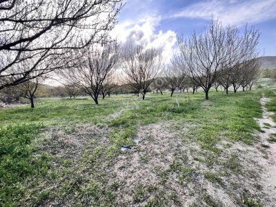 Cska Gayrimenkul'den Şanlıkaya Merkezde 19 Dönüm Kayısı Bahçesi