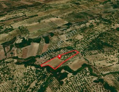 Era Angel'dan Ayvalıkta 177 Ağaçlı 10.500 M² Fırsat Zeytinlik!