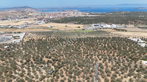 Era Angel'dan 14.468 M2 İzmir- Çanakkale Yolu Üzerinde Zeytinlik