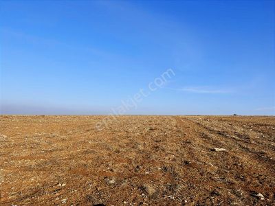 Başkan Emlaktan Satılık Seyitgazi İkiçeşme 54.550 M2 Tarla .