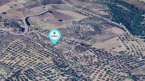 Realivadan Bergama Kozlucada Satılık 2794 M2 Zeytinlik