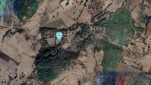 Realiva'dan Bergama Koyunelinde Satılık Tarla