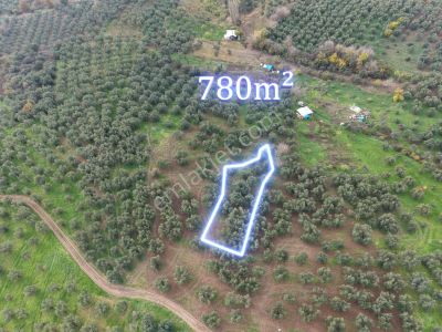 Mudanya Mirzaoba Köyünde Satılık Yatırımlık Zeytinlik (tek Tapu)