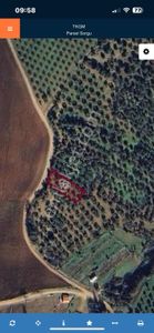 Karacabey Doğla Da Satılık 731 M2 Tek Tapu Zeytinlik