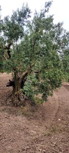 Mudanya Dereköyde Yola Çephe Ve Köye Yakın Yatırımlık Zeytinlik