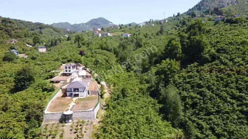 Yomra Çınarlı'da Satılık 10 Dönüm Fındıklık