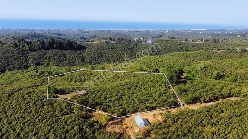 Sakarya Kocaalide Deniz Manzaralı Fındık Bahçesi Takas Olur