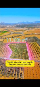 Verimli Ve Yüksek Getirili Bahçe Zeytinlik