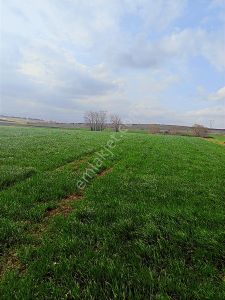 --- Yatırımlık Tarla Balıkesir / Bandırma / Yenisığırci